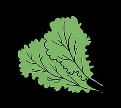 Kale leaf